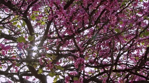 0044 Ramas HD25 Stock Footage 5277614