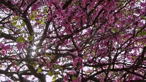 0044 Ramas HD30 Stock Footage 5295145