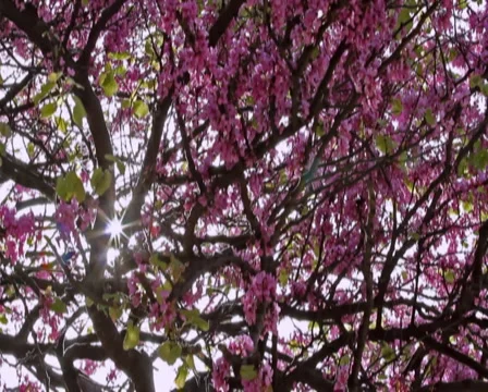 0044 Ramas PAL Video stock 5295199