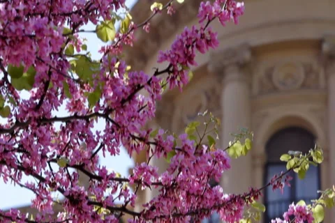 0045 Ramas NTSC Video stock 5295566