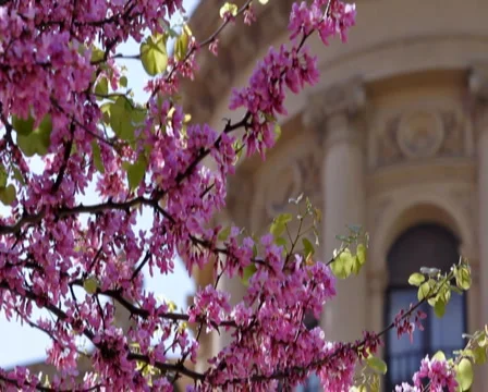 0045 Ramas PAL Stock Footage 5295609