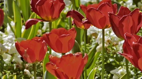 0046 Flores HD25 Vídeos de archivo 5296149