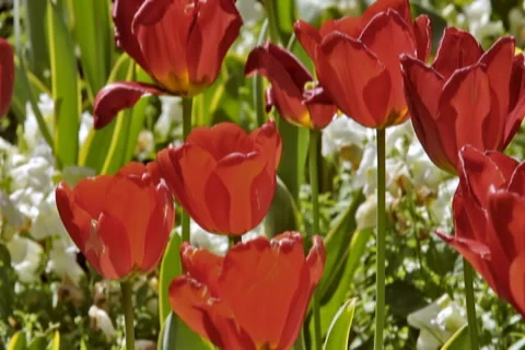 0046 Flores NTSC Vídeos de archivo 5296264