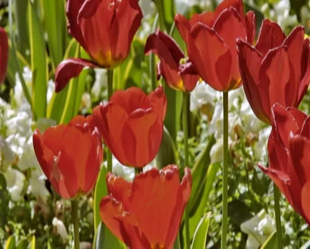 0046 Flores PAL Stock Footage 5296296