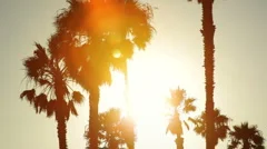 Palm trees silhouetted at sunset
