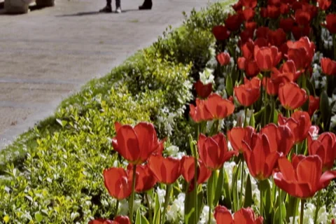 0047 Flores NTSC Vídeos de archivo 5296715