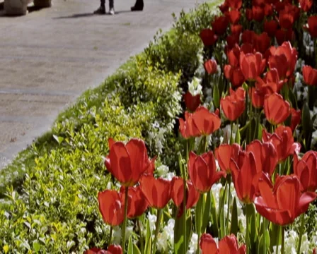 0047 Flores PAL Stock Footage 5296750