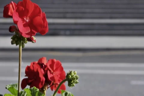 0048 Flores NTSC Stock Footage 5296912