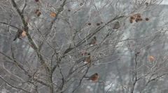 Birds under snow storm