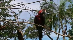 Macaw Tightropes a Branch