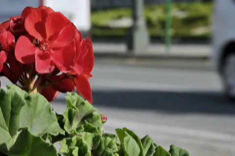0049 Flores NTSC Video stock 5311369