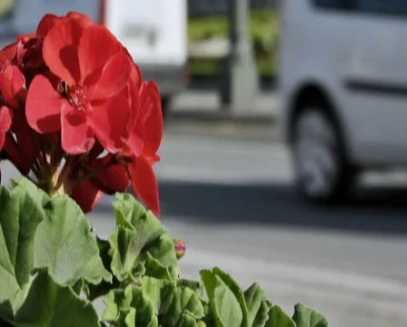 0049 Flores PAL Stock Footage 5298076