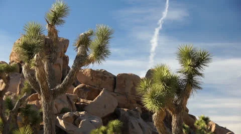 004JoshuaTreeNP Stock-Footage 26663121