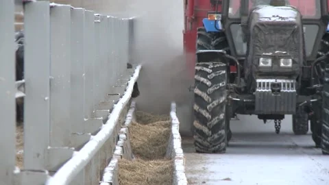 004The feed dispenser is doing its job. Stock Footage 164786670