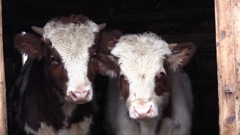 005 Vidéo 122616338