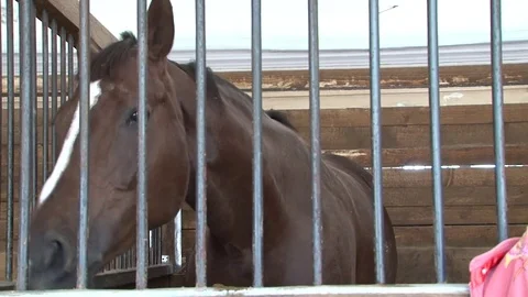 005 Horse in stable Stock Footage 77551544