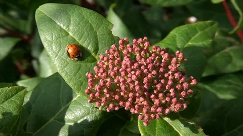 005 Insects..mp4 Stock Footage 32377727