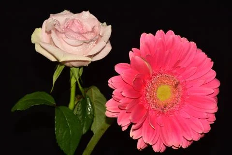 005-rose with gerber Stock Photos