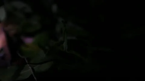 0050-Amazon-Praying-Mantis-Insect-4 Stock Footage 22178612