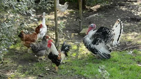 0050 Stock Footage 8847227