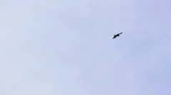 Eagle fly in the sky