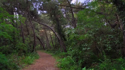 0052 mediterranean pine forest 4K Stock Footage 91317421