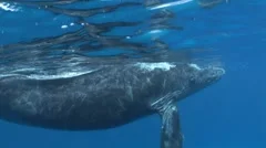 Awesome Humpback Whale Underwater