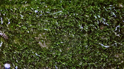0053 Textura HD25 Stock Footage 5298935