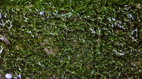 0053 Textura HD30 Stock Footage 5299154