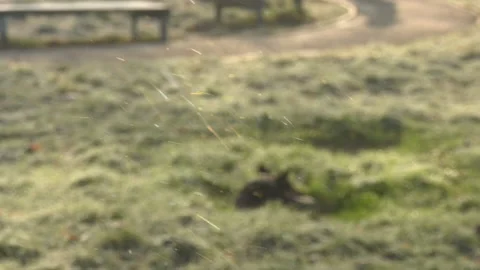 0056 Dust particles fly against the background of the grass Видео 155211978