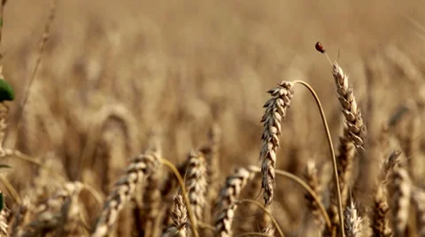 0056 Ladybug on wheat ear Video stock 30886930