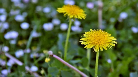0059 Flores HD30 Vídeos de archivo 5422436