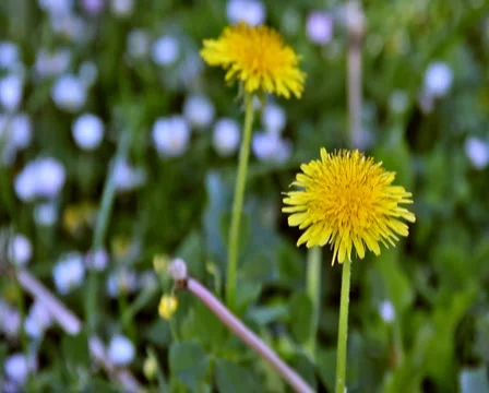 0059 Flores PAL Video stock 5424085