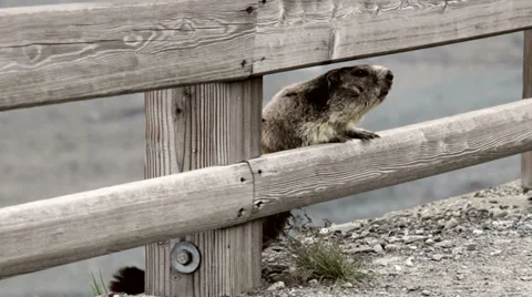 0059 Marmot observing Stock Footage 30681377
