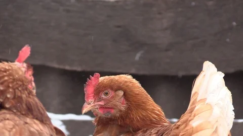 006 Video stock 122616322