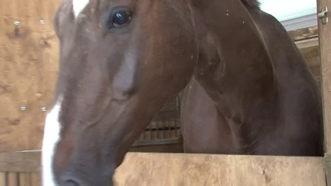 006 Horses in the stables Stockbeeldmateriaal 77551494