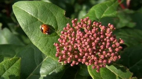 006 Insects..mp4 Stock Footage 32377726