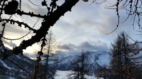 006 Pine branch detail with winter mountain background Stock Footage 230143224
