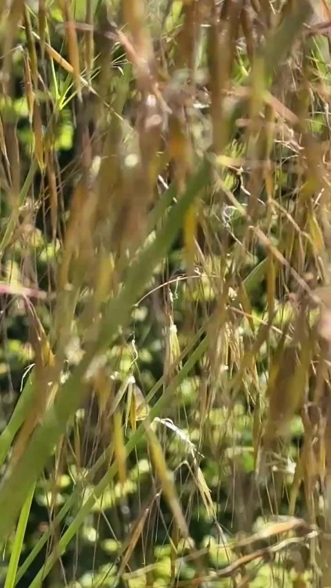 006 Warm Sunlight Dance Video stock 325987424