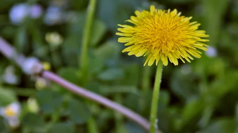 0060 Flores HD30 Stock Footage 5437168