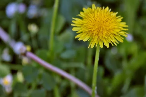 0060 Flores NTSC Video stock 5438239