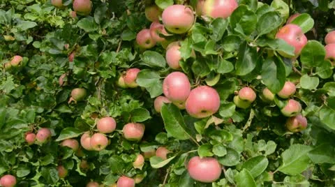 0060 Stock Footage 8847264