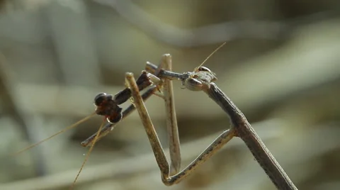 0060 mantis kalahari Stock Footage 42430189
