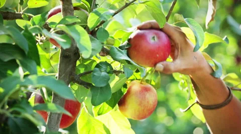 0060 Picking apples from a tre Stock Footage 30878493