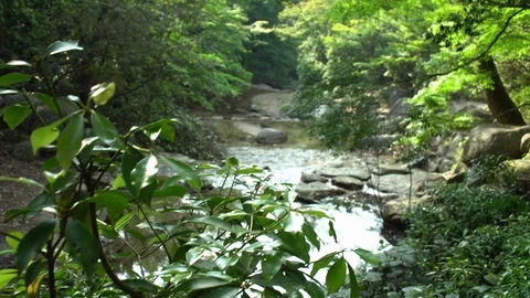 0060 river Stock Footage 91480083