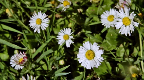 0061 Flores HD25 Stock Footage 5447542