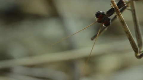 0061 mantis kalahari 4 Stock Footage 42209084