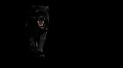Wild Black panther walk.