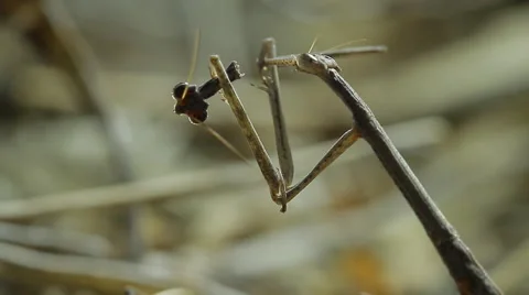 0063 mantis kalahari 2 Stock Footage 42439966