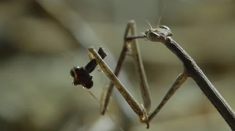 0063 mantis kalahari 4 Stock Footage 42451633